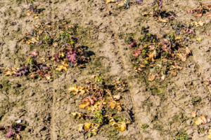 Brown plants and sparse grass due to improper irrigation