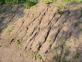 Image of an eroding slope with a lack of soil